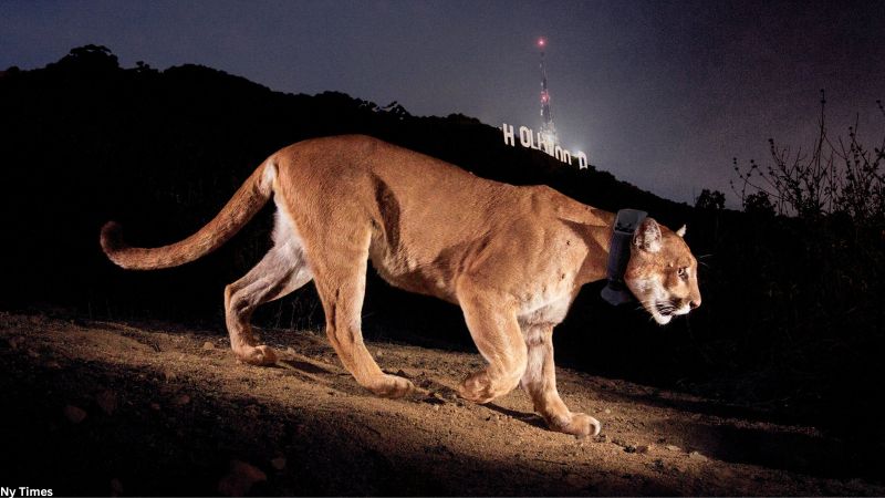 Second mountain lion dies near Los Angeles A month after the death of famous cougar