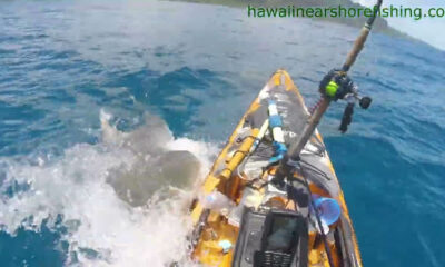 shark attacked an angler's kayak